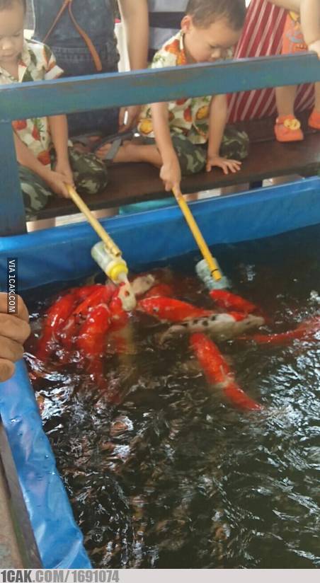 Gaya nyeleneh orang kasih makan hewan ini bikin geleng-geleng kepala